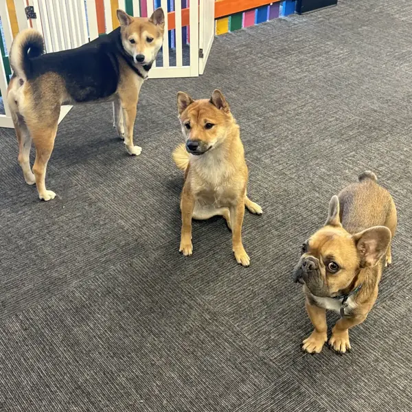 Boarding stay at K9 Rox Club Las Vegas